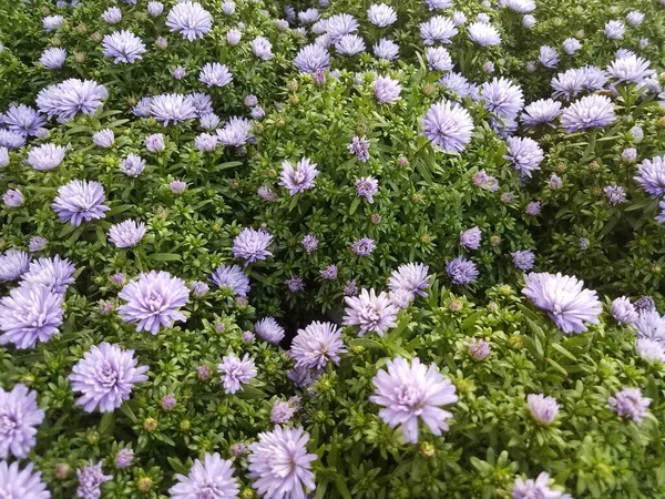 Una Planta Con Flores Color Azul Claro Hojas Verdes — Foto de Stock