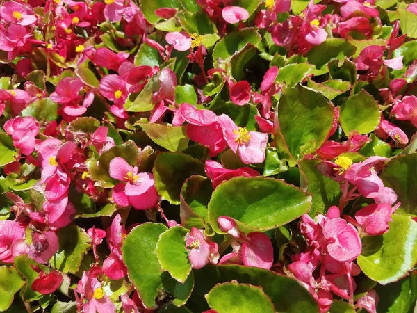 Ежегодное Растение Розовыми Цветами Зелеными Листьями — стоковое фото