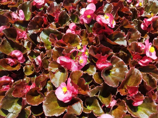 Planta Anual Com Folhas Verdes Flores Rosa — Fotografia de Stock