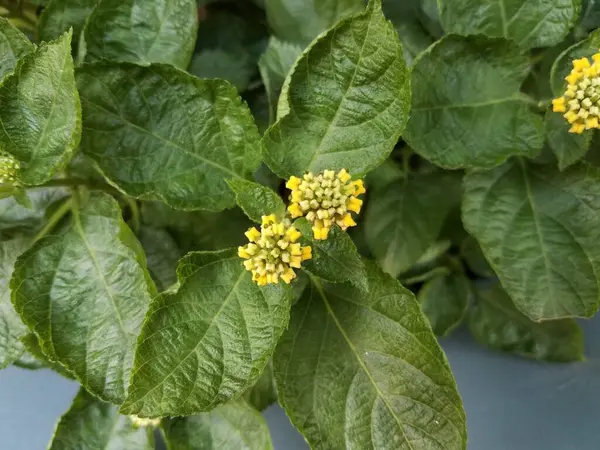 Pflanzen Mit Gelben Blütenblättern Und Grünen Blättern — Stockfoto