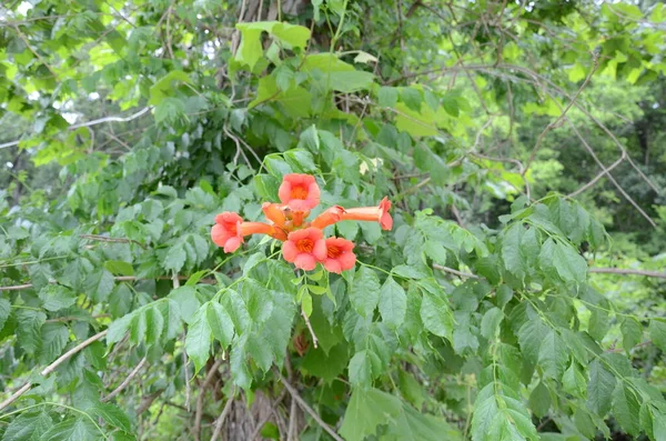 Rośliny Zielonymi Liśćmi Czerwonymi Pomarańczowymi Kwiatami — Zdjęcie stockowe