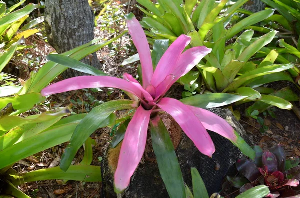 中央にピンクの花弁と緑の葉と水のある花を咲かせ — ストック写真