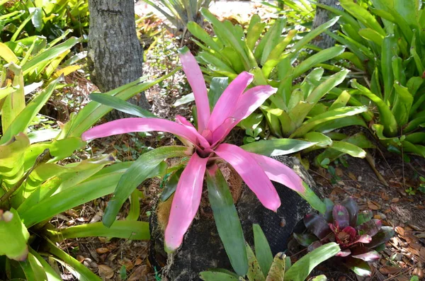 中央にピンクの花弁と緑の葉と水のある花を咲かせ — ストック写真