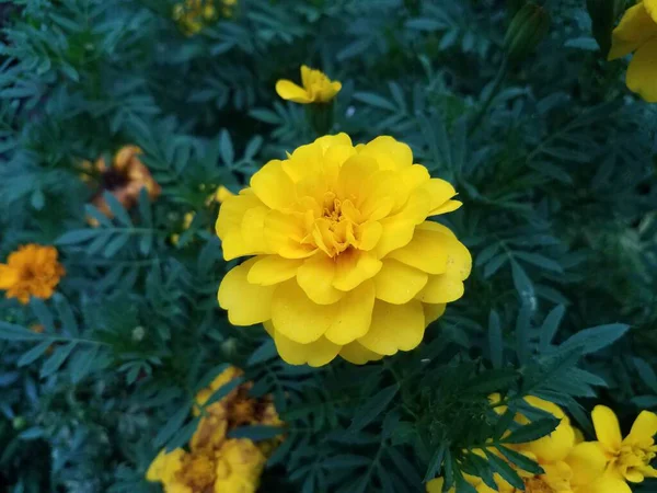 Una Planta Con Hojas Verdes Pétalos Flores Amarillas — Foto de Stock