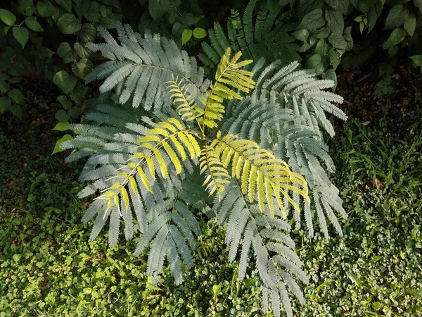 Planta Com Folhas Verdes Escuras Velhas Folhas Verdes Claras Novas — Fotografia de Stock