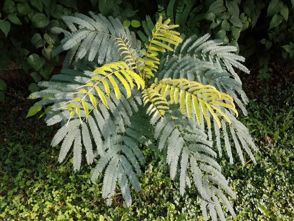 Planta Com Folhas Verdes Escuras Velhas Folhas Verdes Claras Novas — Fotografia de Stock