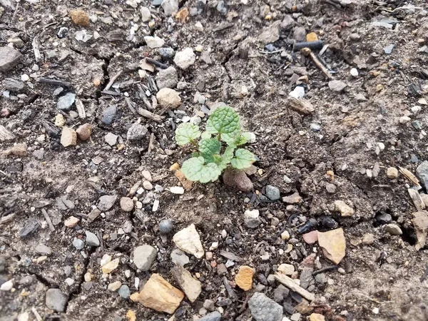 Groene Plant Die Groeit Droog Vuil Grond Met Stenen Kiezels — Stockfoto