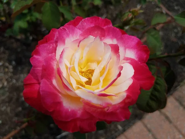 Une Plante Avec Une Fleur Rose Jaune Aux Feuilles Vertes — Photo