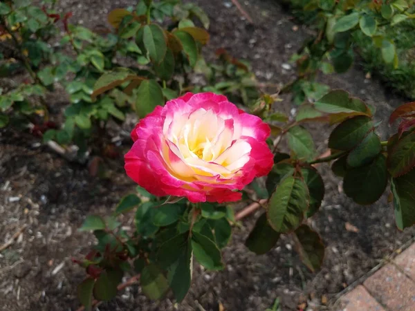 Uma Planta Com Uma Flor Rosa Amarela Com Folhas Verdes — Fotografia de Stock