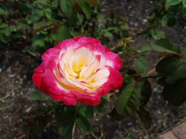 Ένα Φυτό Ροζ Και Κίτρινο Λουλούδι Πράσινα Φύλλα — Φωτογραφία Αρχείου