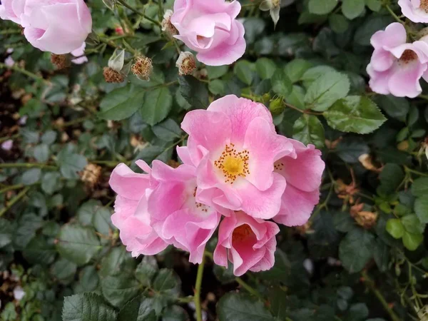 Pink Yellow Rose Bush Plant Green Leaves — Stock Photo, Image