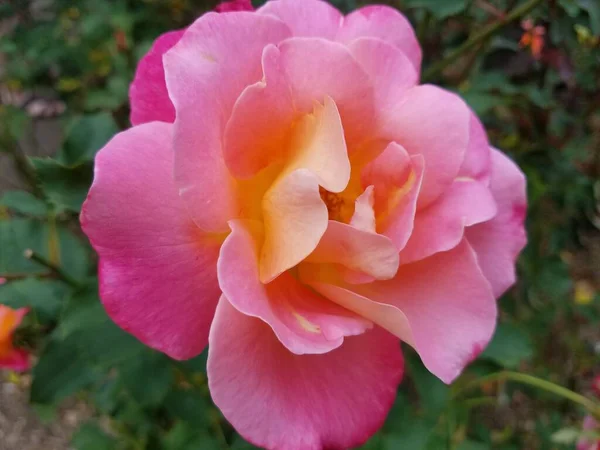 Una Flor Rosa Amarilla Planta Con Hojas Verdes — Foto de Stock