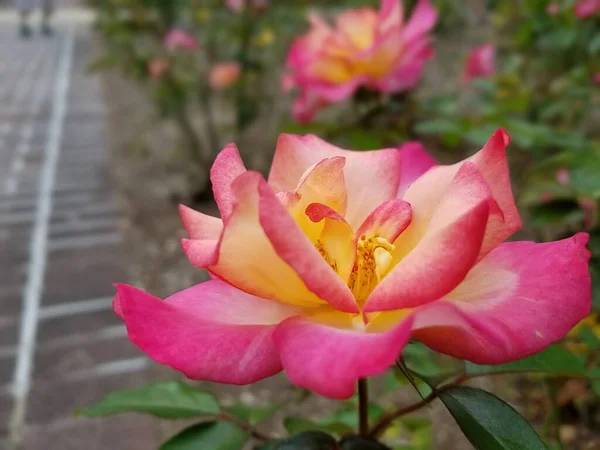 Rosa Och Gul Blomma Växt Med Gröna Blad — Stockfoto