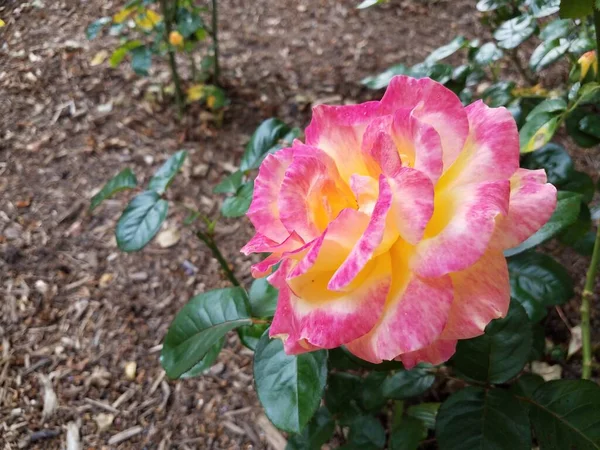 Una Flor Rosa Amarilla Planta Con Hojas Verdes — Foto de Stock