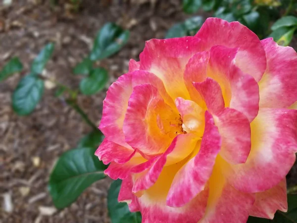 Una Flor Rosa Amarilla Planta Con Hojas Verdes —  Fotos de Stock