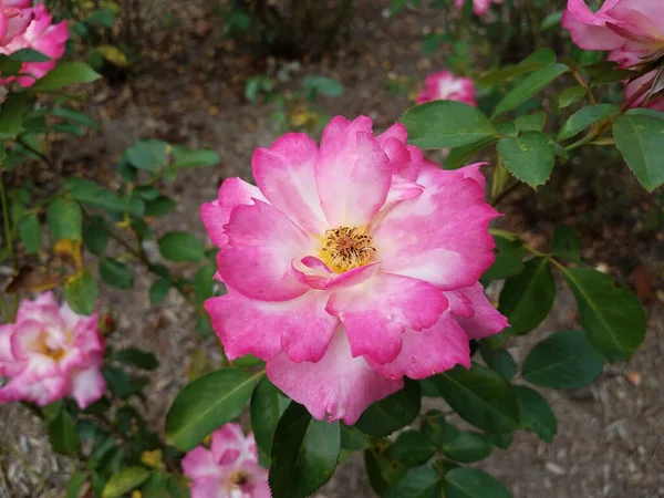 Uma Flor Rosa Branca Planta Com Folhas Verdes — Fotografia de Stock