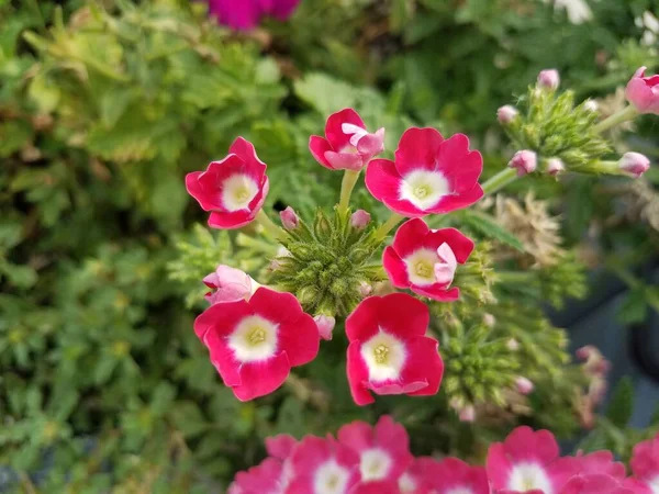 Pequeñas Flores Rojas Rosadas Que Florecen Hojas Verdes Planta — Foto de Stock