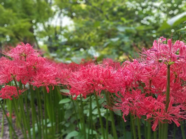 绿叶植物上的红色和粉色花 — 图库照片