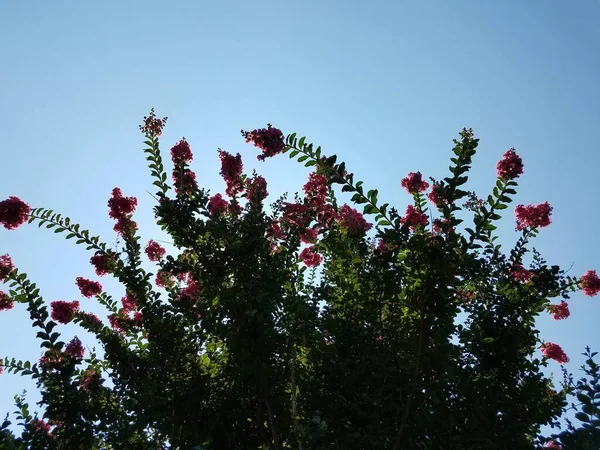 Pink Flowers Crape Myrtle Blue Sky — Stock Photo, Image