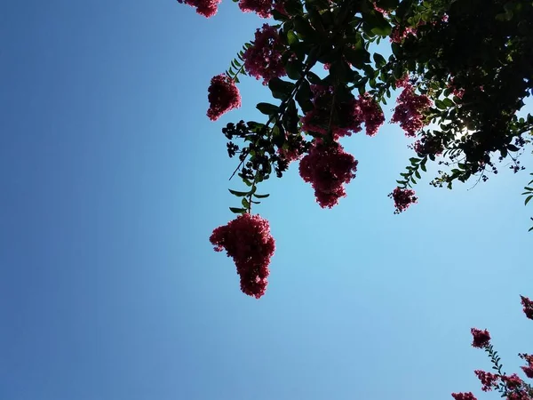 Rózsaszín Virágok Krém Mirtusz Kék — Stock Fotó