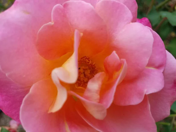 Uma Flor Rosa Fábrica Com Folhas Verdes — Fotografia de Stock