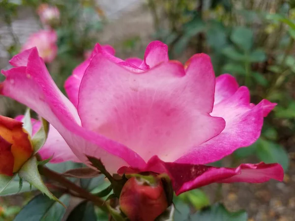 Ένα Ροζ Λουλούδι Στο Φυτό Πράσινα Φύλλα — Φωτογραφία Αρχείου