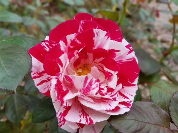 Eine Rosa Blume Auf Einer Pflanze Mit Grünen Blättern — Stockfoto