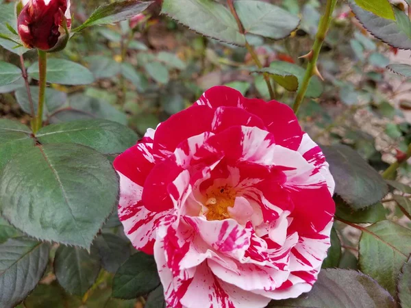 Uma Flor Rosa Fábrica Com Folhas Verdes — Fotografia de Stock