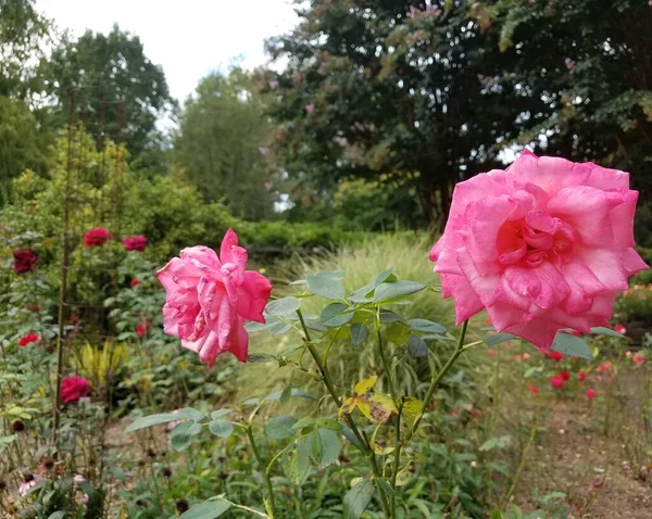 Uma Flor Rosa Fábrica Com Folhas Verdes — Fotografia de Stock