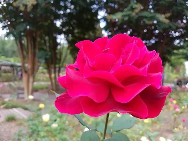 Rosa Blomma Växt Med Gröna Blad — Stockfoto