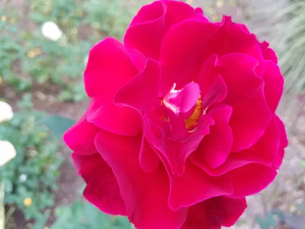 Egy Rózsaszín Virág Zöld Levelekkel — Stock Fotó