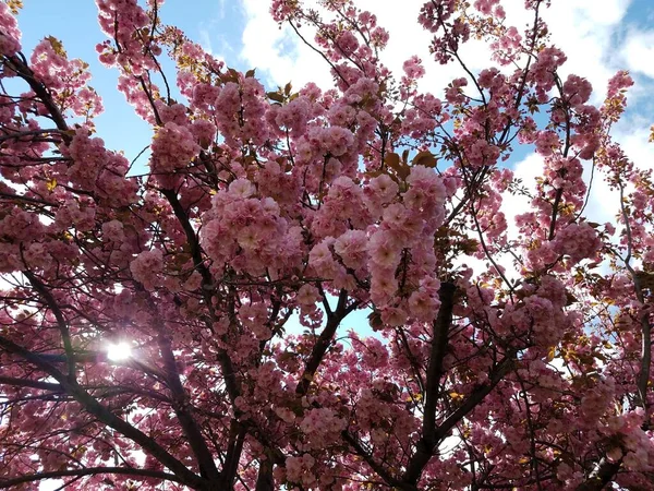 Pétalos Flor Cerezo Rosa Flor Árbol Primavera Con Sol — Foto de Stock