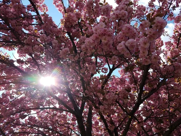 Rosa Körsbärsblomma Blomma Kronblad Träd Blommar Våren Med Sol — Stockfoto