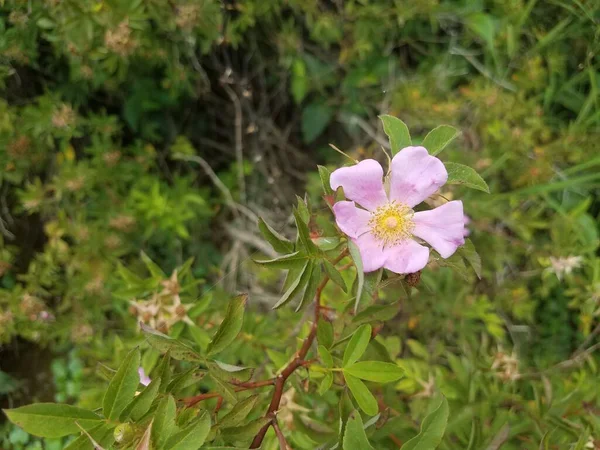 葉のある緑の植物にピンクの花びらが — ストック写真