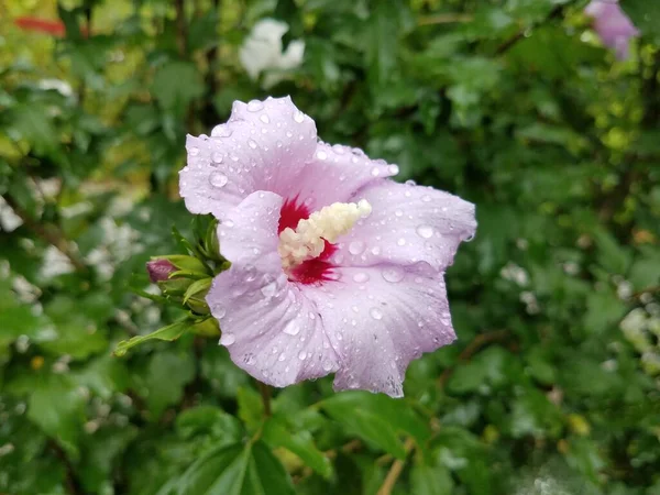 Pink Flower Rain Drops Green Leaves — Stock Photo, Image