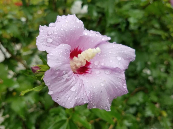 Une Fleur Rose Sous Pluie Avec Des Gouttes Des Feuilles — Photo