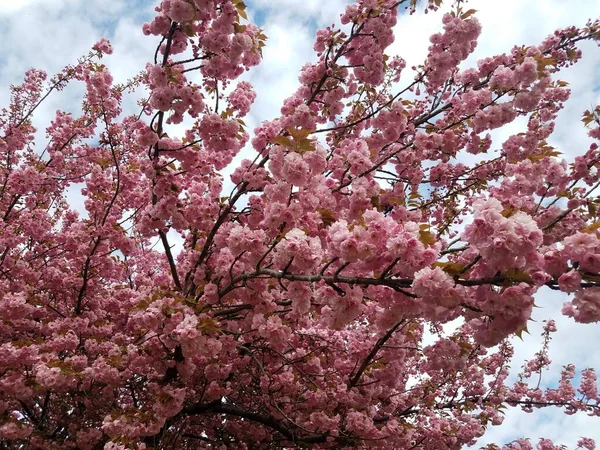 Rosa Körsbärsblomma Blomma Kronblad Träd Blommar Våren — Stockfoto