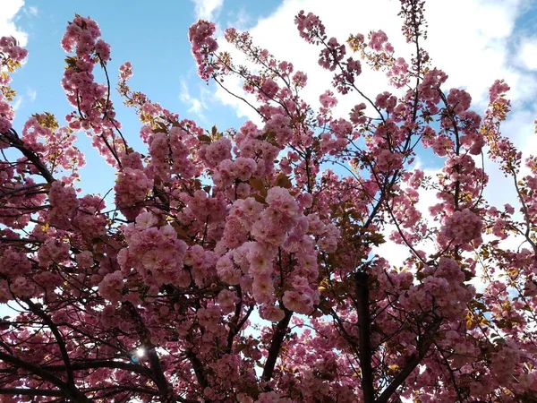 Rosa Körsbärsblomma Blomma Kronblad Träd Blommar Våren — Stockfoto