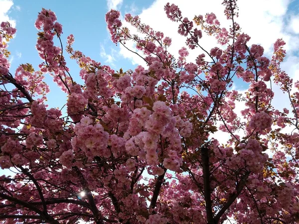 Rosa Körsbärsblomma Blomma Kronblad Träd Blommar Våren — Stockfoto