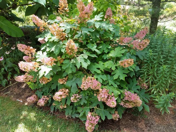 Large Bush Pink Flowers Green Leaves — Stock Photo, Image