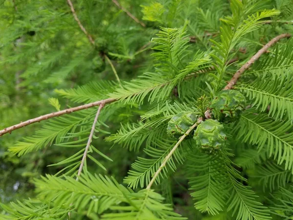 Boccioli Pigna Che Crescono Pino Verde — Foto Stock