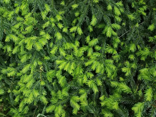Licht Donker Groene Dennennaalden Bladeren Struik — Stockfoto