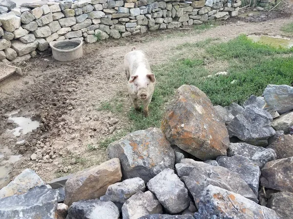 Schwein Gehege Mit Schlamm Und Fels Oder Steinmauer — Stockfoto