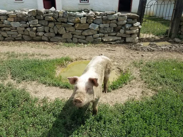 Schwein Gehege Mit Schlamm Und Fels Oder Steinmauer — Stockfoto