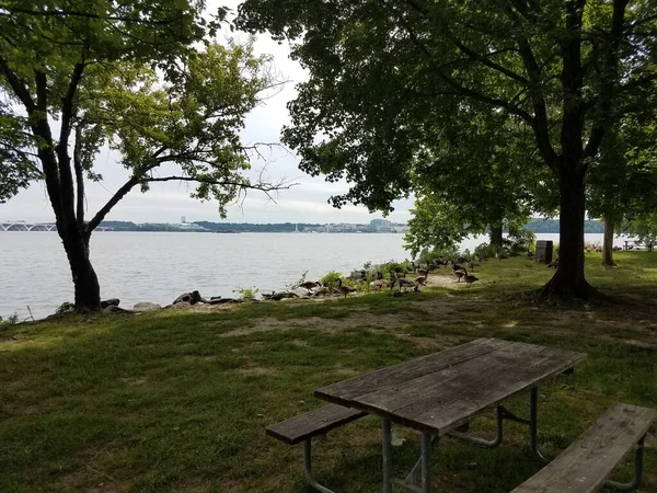 Picnic Table Geese Potomac River National Harbor Wilson Bridge Nearby — Stock Photo, Image