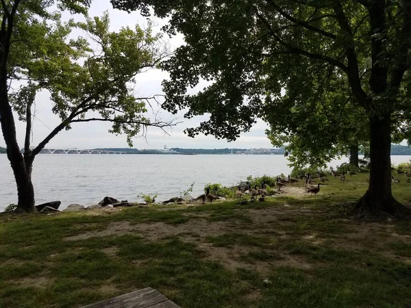 Picnic Table Geese Potomac River National Harbor Wilson Bridge Nearby — Stock Photo, Image