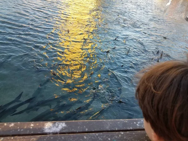 Ребенок Смотрит Пеликанов Высокий Белый Кран Тарпон Рыбы Воде Гуанча — стоковое фото