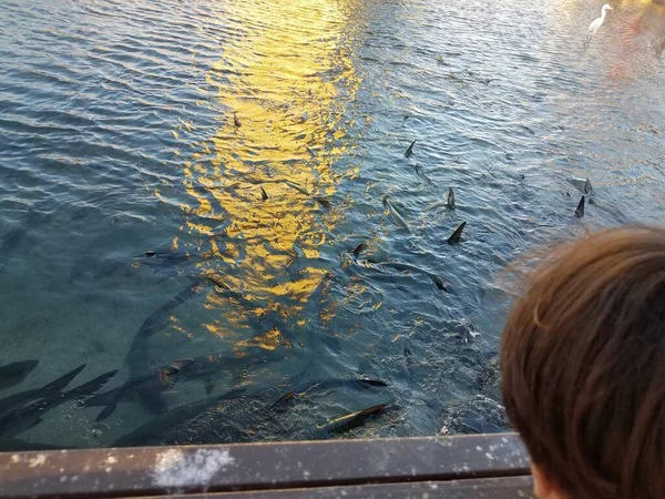 Ребенок Смотрит Пеликанов Высокий Белый Кран Тарпон Рыбы Воде Гуанча — стоковое фото