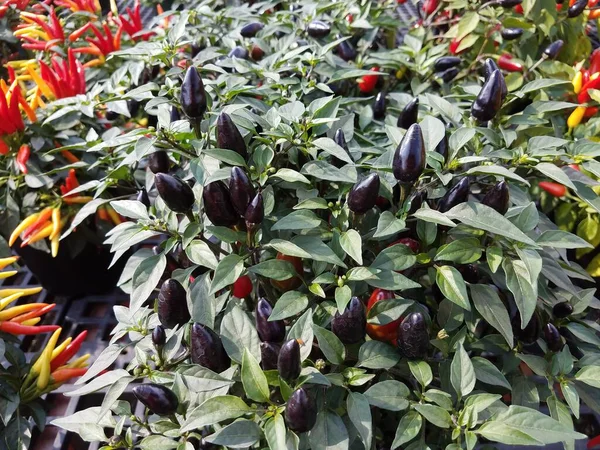 black peppers on a plant with green leaves