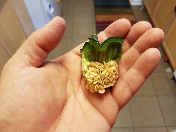 Mão Segurando Núcleo Pimenta Verde Com Sementes Cozinha — Fotografia de Stock